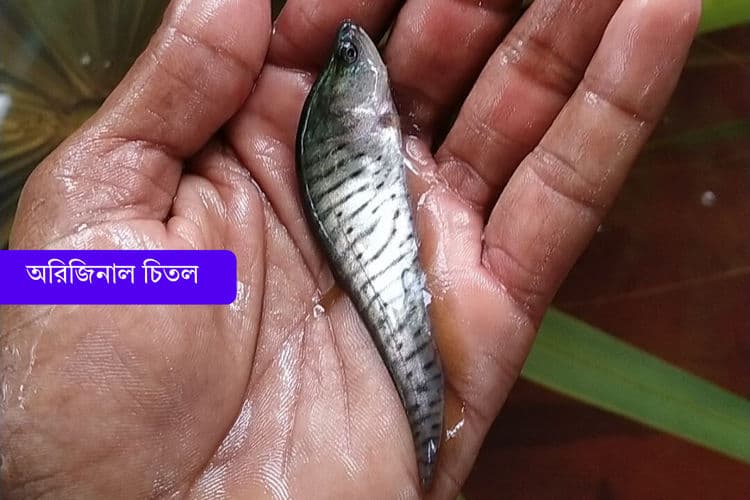 অরিজিনাল চিতল