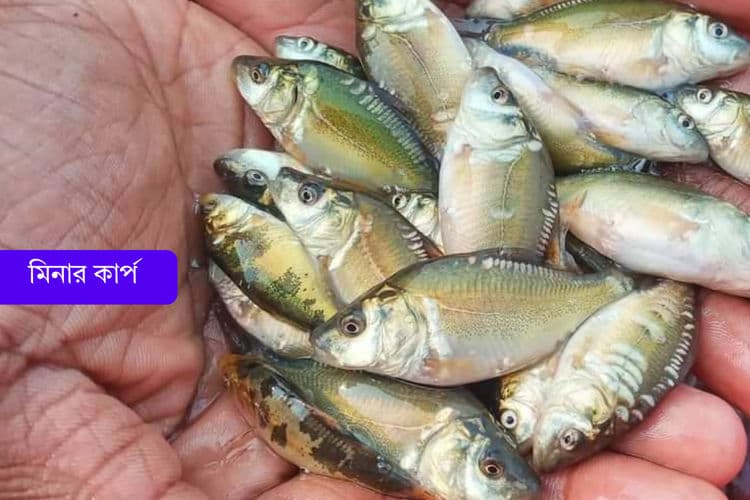 মিনার কার্প