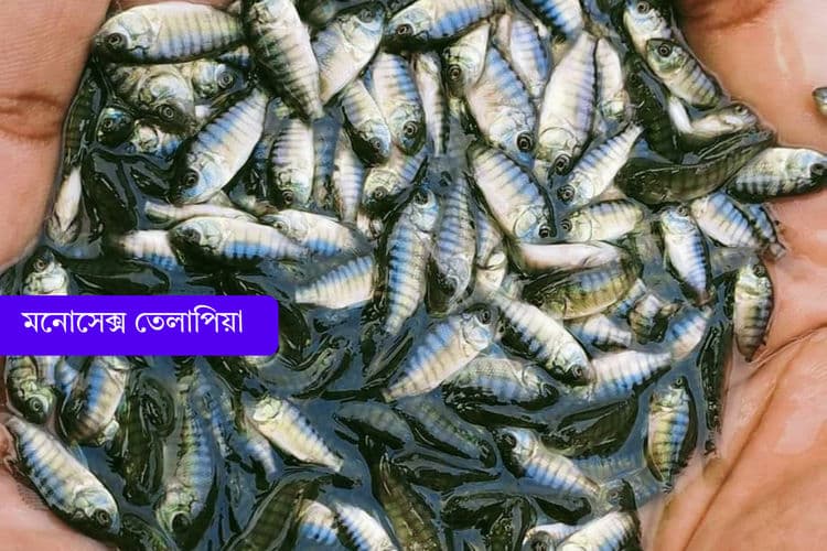 মনোসেক্স তেলাপিয়া