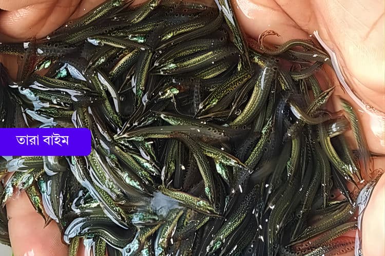 তারা বাইম