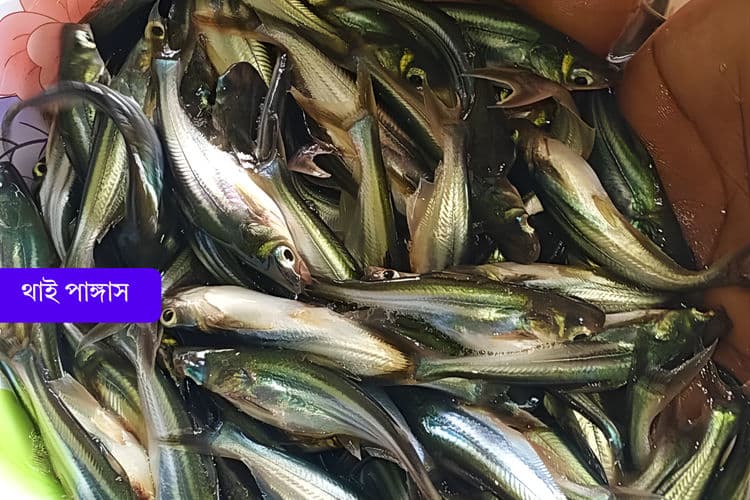 থাই পাঙ্গাস